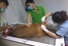 รู้ตัวผู้ก่อเหตุยิงสุนัข อ้างถูกรุม