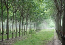 นายก ดีใจ ราคายางปรับตัวดีขึ้น