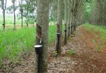 แนะชาวสวนยาง เลื่อนกรีดยางไปมิ.ย. หวังราคาปรับขึ้น