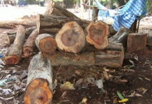 ทหารปราจีนฯ ใช้ ม.44 จัดการแก๊งตัดไม้พะยูง