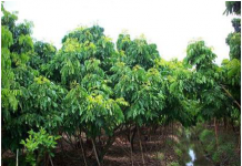 พัฒนาที่ดิน ส่งเสริมทำเกษตรแบบแปลงใหญ่สวนลำใย ที่น่าน