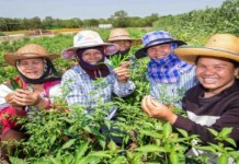 ส่งเสริมชาวบ้านปลูกผักกลางนาเสริมรายได้ ช่วงภัยแล้ง