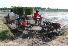 เกษตรเตรียมจัดโซนนิ่งปลูกข้าว เหลือ 55.8 ล้านไร่