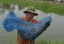 กุ้งก้ามกรามน็อค ชาวนากุ้งร้องรัฐบาลช่วย