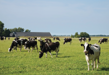 มหาสารคาม ยกระดับการเลี้ยงโคนมเพื่อการแข่งขันในตลาดอาเซียน