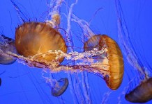 พบแมงกะพรุนไฟพิษร้ายแรง ที่กระบี่