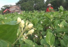 ชาวสวนมะลิ ยิ้มรับเทศกาลสงกรานต์ ยอดจองสูง ราคาพุ่งสูงถึงพวงละ 50 บาท