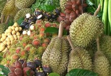 จากการสำรวจ คาด ผลไม้ตะวันออก ผลผลิตลดลง