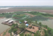 กว๊านพะเยาแห้งขอด สู่แววกระทบระบบนิเวศขั้นวิกฤต จว.เร่งผันน้ำกู้