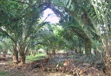 เกษตร เตือน การระบาดของด้วงเจาะผลสละ