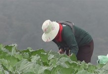 เพชรบูรณ์ เตรียม สร้างแบรนด์ กรีนมาร์เก็ต