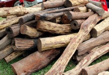 ตำรวจนครบาล 9 จับแก๊งค้าไม้ยึดไม้พะยูง-ไม้ประดู่แปรรูป มูลค่า 1.7 ล้านบาท