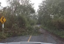 พายุฤดูร้อนถล่มน่าน ต้นไม้ล้ม กีดขวางจราจร