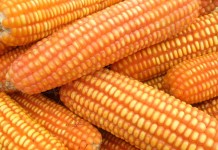 สวพ.4 ส่งเสริมเกษตรกรผลิตเมล็ดพันธ์ุข้าวโพดลูกผสม