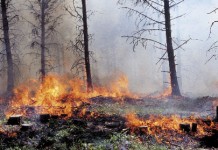 แม่ฮ่องสอนจับมือเผาไฟป่าประเดิมคดีแรก