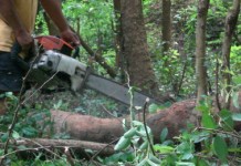 ทหาร จับกุมการลักลอบตัดไม้ทำลายป่าในจังหวัดเชียงรายได้ของกลางจำนวนมาก