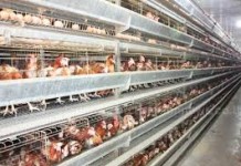 อากาศร้อนจัด หวั่นกระทบส่งออกไก่