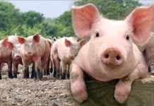 ผู้เลี้ยงหมูโอด หน้าร้อนหมูโตช้า อาหารขาดแคลน