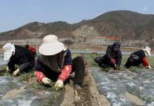 แรงงานไทย ลักลอบไปเกาหลีใต้ ระวังถูกจับกุม และติดแบลคลิสต์