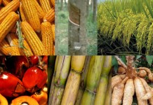 ชูโครงการพัฒนาคุณภาพสินค้าเกษตรสู่มาตรฐาน ย้ำความเชื่อมั่นสินค้าเกษตรไทย