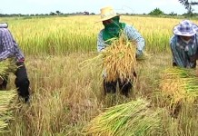 ธกส.เปิดห้ผู้มีรายได้น้อยใช้ระบบอี-เพย์เมนต์