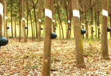 ตลาดกลางยางพารานครศรีธรรมราช มีปริมาณยางสามหมื่นกิโลกรัมเข้าประมูล