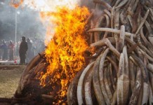 เคนยา เผาทำลายงาช้างกว่า 100 ตัน