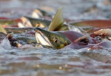 ประกาศ ห้ามจับสัตว์น้ำจืดในช่วงวางไข่และเลี้ยงตัวอ่อนทั่วประเทศ