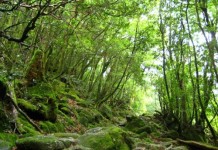 ลงโทษปล่อยป่า พ่อแม่ยุ่น ปรากฏว่าลูกวัย 7 ขวบ หาย!