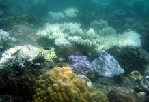 ปะการังเกิดการฟอกขาวร้อยละ 10 ในพื้นที่ทะเลฝั่งอันดามัน