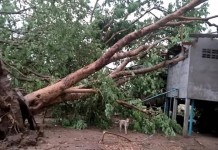 พายุฤดูร้อนพัดถล่ม บ้านเรือนเสียหาย ที่พิจิตร