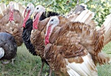 มหาสารคาม ส่งเสริมให้เกษตรกร หันมาเลี้ยงไก่งวง