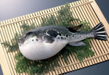 กรมประมงเตือน กินปลาปักเป้า แม้ทำสุก ก็ยังอันตรายถึงตายได้