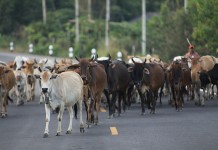 สสจ.สงขลา เตือนประชาชนให้ระวังการชำแหละและบริโภคเนื้อสัตว์