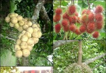 เกษตร ให้ชาวสวนภาคตะวันออกตรวจหาค่าน้ำเค็ม เพื่อป้องกันการเสือหายของเรือกสวน