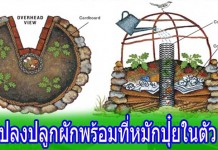 เกษตร”KEYHOLE”แนวคิด “ปลูกผัก-หมักปุ๋ย”พร้อมกัน