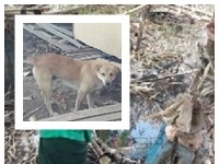 “ฮีโร่หมาไทย”ตัวจริง! เห็นเด็ก 2 ขวบตกห้วย เห่ากรรโชกเรียก”แม่”มาช่วยรอดได้หวุดหวิด