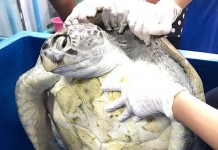 “ออมสิน”ตายแล้วจากไปอย่างสงบ “หมอ”แถลงทั้งน้ำตา ลำไส้พันกัน โลหิตเป็นพิษ