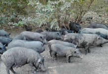 ด่วน!! “หมูป่า”กว่า 600 ตัว บุกเมือง “อยุธยา”!! เดินกร่างเต็มถนน กระจายกำลังล้มถังขยะ สุดวุ่นวาย