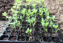 ร่วมแรง..ร่วมใจ!! ชลประทานอ่างทองร่วม “ปลูกดอกดาวเรือง” น้อมรำลึกในพระมหากรุณาธิคุณในหลวงรัชกาลที่ ๙