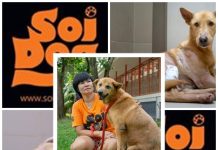 มูลนิธิเพื่อสุนัขในซอย(ซอยด็อก)ครบ 16 ปี ทำหมันสุนัขและแมวทะลุเป้า 350,000 ตัว #มูลนิธิเพื่อสุนัขในซอยร่วมชมรมคนรักสัตว์อุบล ตามหาเจ้าของสุนัขจากเหตุอุทกภัย# #หนังสือพิมพ์รายวัน”ข่าวประเทศไทย” #ข่าวทั่วไทย-ไกลทั่วโลก# มูลนิธิเพื่อสุนัขในซอย