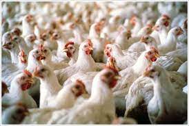 The Livestock - >> ไก่กระทง (Broilers) หมายถึง ไก่ที่เลี้ยงเอาไว้เพื่อบริโภค เนื้อเป็นหลักและมีอายุการเลี้ยงสั้น ปัจจุบันไก่กระทงได้ถูกปรับปรุงพันธุ์ให้มีการเจริญเติบโตเร็ว  ให้เนื้อมาก อายุการเลี้ยงสั้นลง คือ สามารถนามาบริโภคได้ตั้งแต่อายุ 28-60  วัน ...