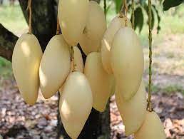 บ้านไบโอชาร์ - #ให้เช่าสวนมะม่วง #พิกัด - อำเภอเนินมะปราง... | Facebook